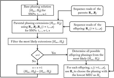 Family-Based Haplotype Estimation and Allele Dosage Correction for Polyploids Using Short Sequence Reads